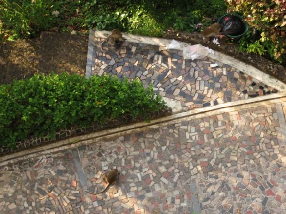 Saarella on paljon apinoita, jotka tietävät mistä löytyy ruokaa... osa tuli parvekkeelle asti, eikä vaikuttanut kovin ystävälliseltä sähistessään lasioven läpi... Muualla eivät tulleet ihan lähelle onneksi