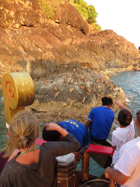 Paluumatkalla pysähdyttiin ruokkimaan apinoita, joita oli paljon!