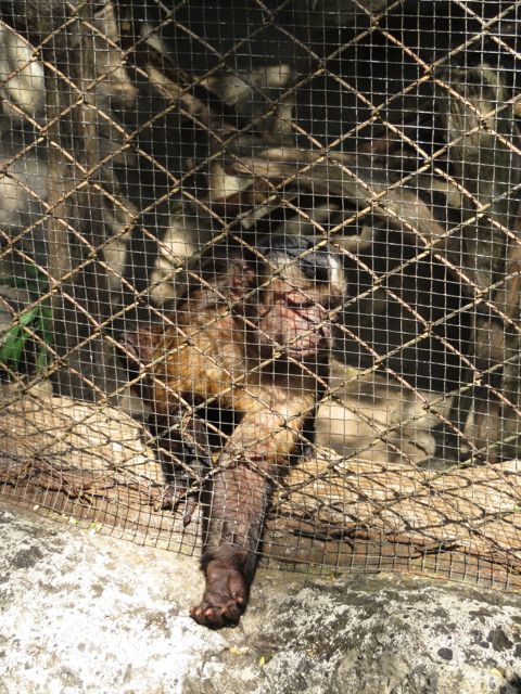 Nämä apinat olivat häkissä, ja tämä epeli oli etevä kerjäämään makupaloja