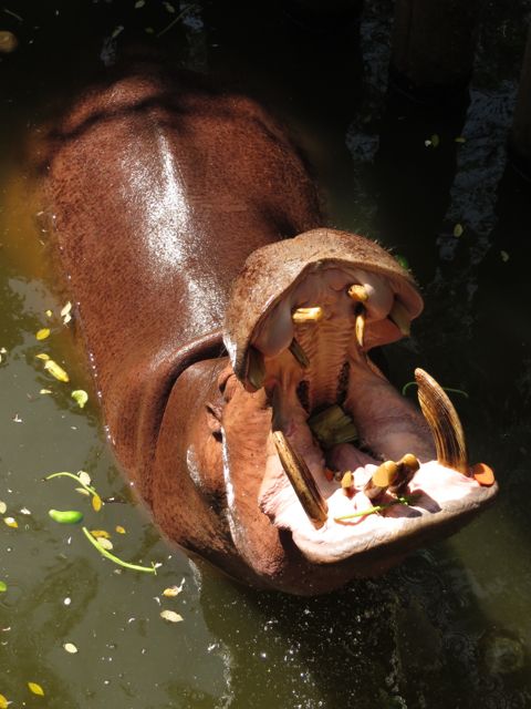 Ruokaa pystyi heittämään suoraan hevon kitaan...