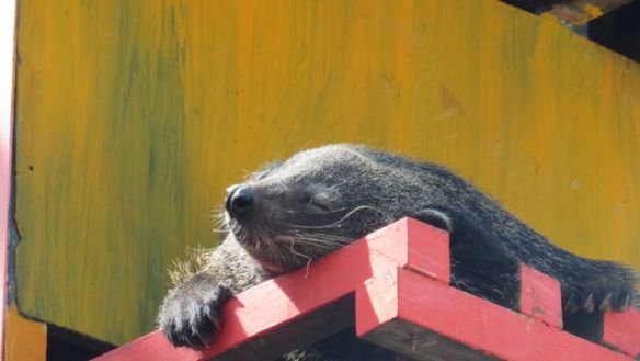 Arctictis Binturong