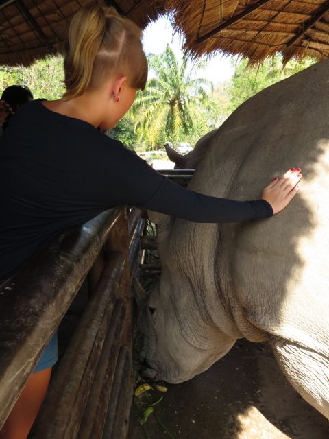 Sarvikuonon nahka oli rutikuiva ja paksu, oli mahtava päästä taputtelemaan tällaistakin eläintä