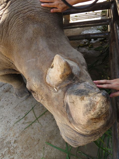 Sarvia oli varmuuden vuoksi taidettu hiukan pyöristellä