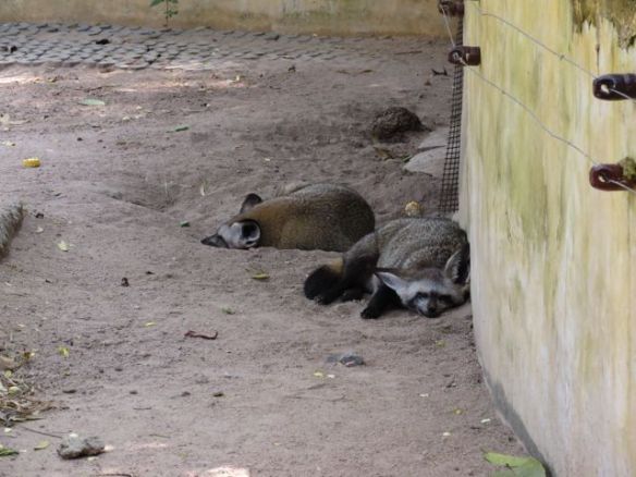 Jotain lepakkokorvaisia susia...