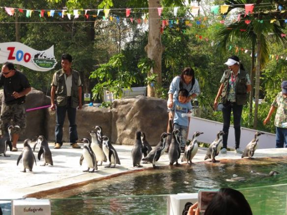 Pingviinishow ja ruokintaa