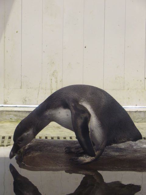 Yksi pingviini oli jäänyt sisätiloihin, ilmeisesti sitä ei huvittanut esiintyä