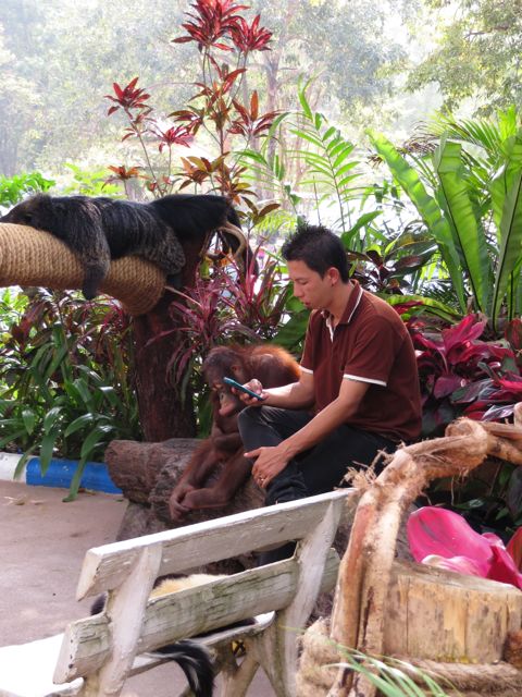 Apinalla taitaa olla tylsää...