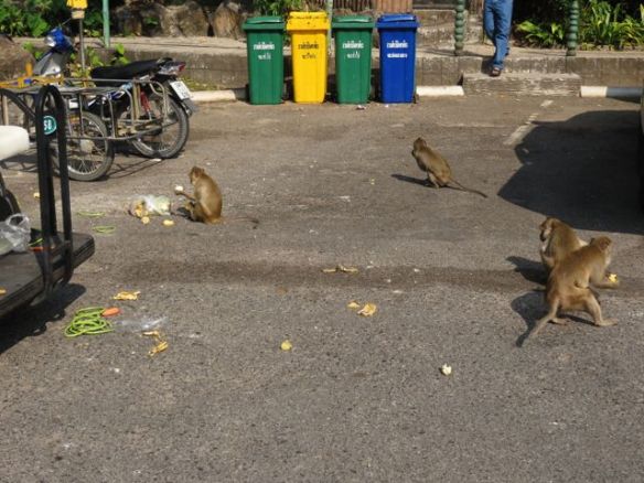 Villiapinoita oli täälläkin, ja ne ratsasivat roska-astioita sekä vartioimattomia golf-kärryjä, joihin oli jätetty herkkuja