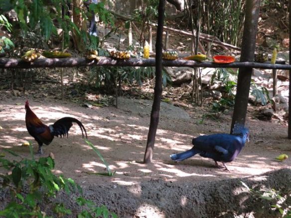 Eläintarhassa oli valtaisa lintuhäkki, varmaan parisataa metriä pitkä ja useita kymmeniä metrejä korkea, ja siellä sai vaellella pitkin kulkusiltoja katsomassa ja ruokkimassa satoja erilaisia toinen toistaan värikkäämpiä lintuja