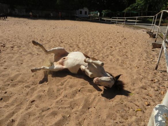 "Täplä" leikkisänä