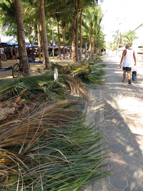 Kuiva kausi pudottaa lehtiä ja oksia