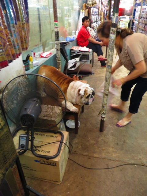 Koira oli asettautunut tuulettimen ääreen