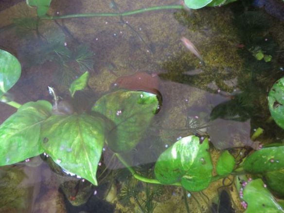 Kaloja oli alunperin 9, nyt jo kymmeniä... hyvin vaikuttavat viihtyvän ilman mitään hapettimia tai suodattimia, vesikin pysyy ihan kirkkaana