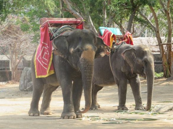 Ajelemaan olisi päässyt vaikkapa hepalla tai norsulla