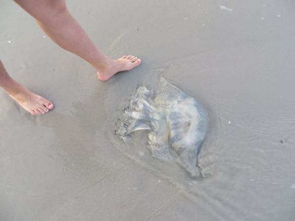 Pitkästä aikaa nähtiin meduusoita, onneksi vain tässä tilassa