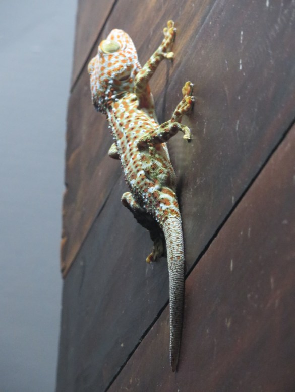 Kaveri tulossa kylään?