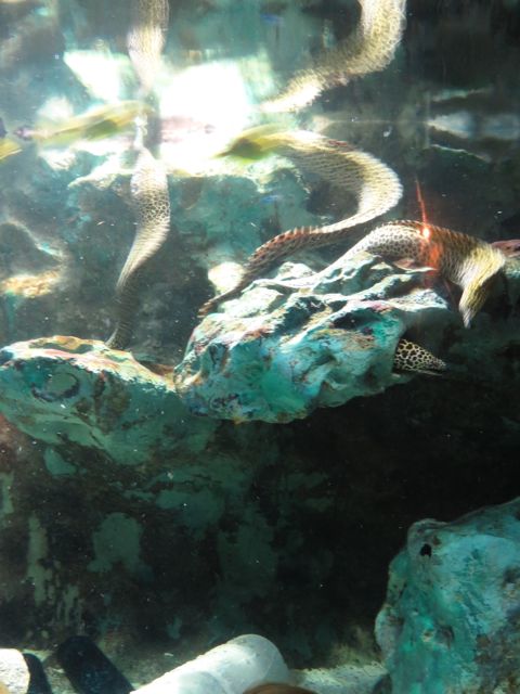 Mureenat ovat erityisen kiehtovia ja häijyn näköisiä