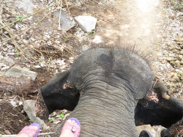 Norsun nahka on kuin panssari ja päässä sojottaa hassuja karvoja