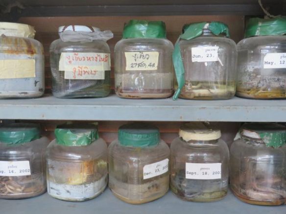 Erilaisia käärmeitä Thaimaassa riittää, kymmeniä myrkyllisiäkin lajeja löytyy. Pureman varalta seerumeja on oltava  useammanlaisia