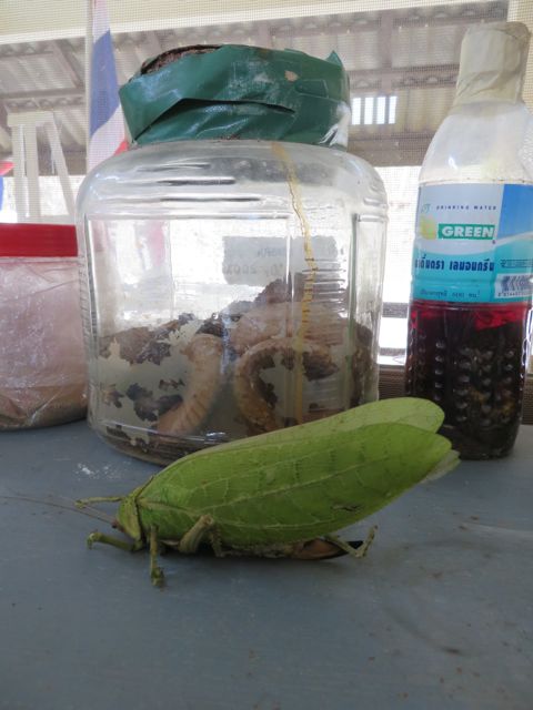 Jättiläissirkka oli löytänyt tästä pysyvän lepopaikan