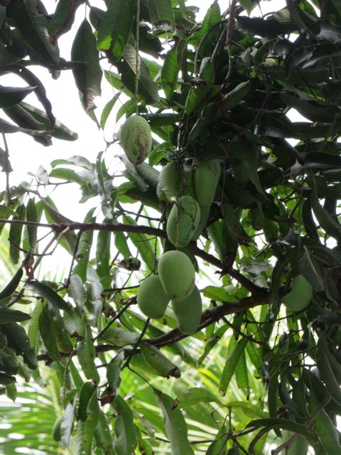 Orpokodin pihassa kasvaa mielettömän suuria ja ilmeisen runsassatoisia mangopuita