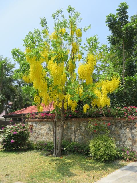 Kesken kuivimman ja kuumimman kauden nämä puut innostuvat kukkimaan upeasti
