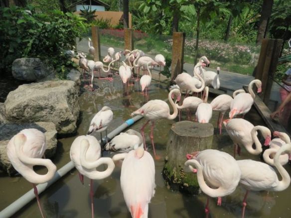 Hassut linnut nukkuvat toinen jalka ilmassa