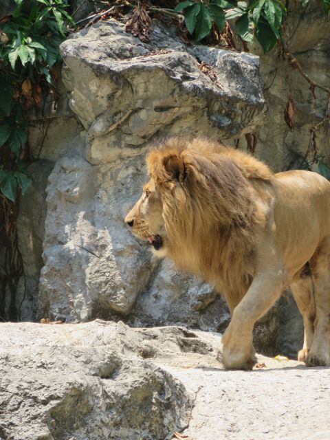 Isot kissaeläimet olivat upeita, mutta hiukan säälitti elintilan vähyys