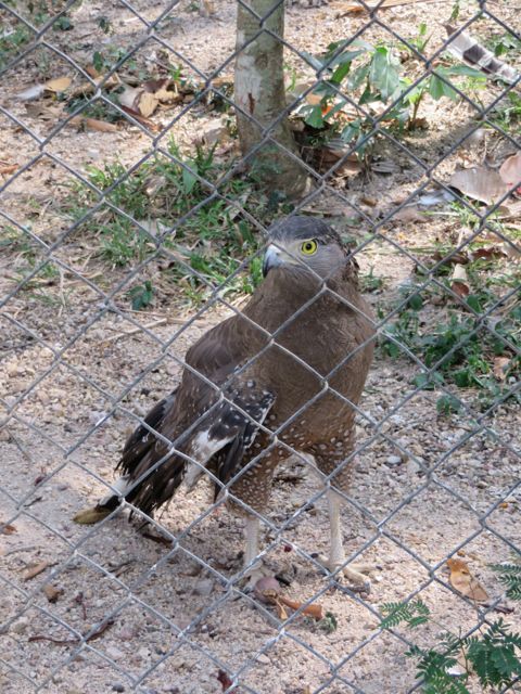 Nämäkin reppanat kaltereitten takana...
