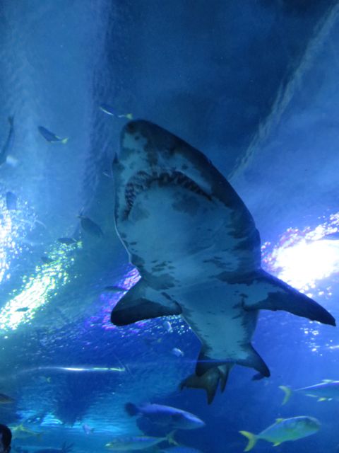 Suurimmat ja julmimman näköiset hait mitä missään niistä monista akvaarioista, joissa olemme vierailleet