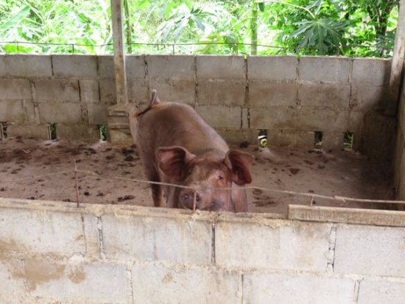 Bambutalon takana sika-aitauksessa oli enää yksi possu jäljellä