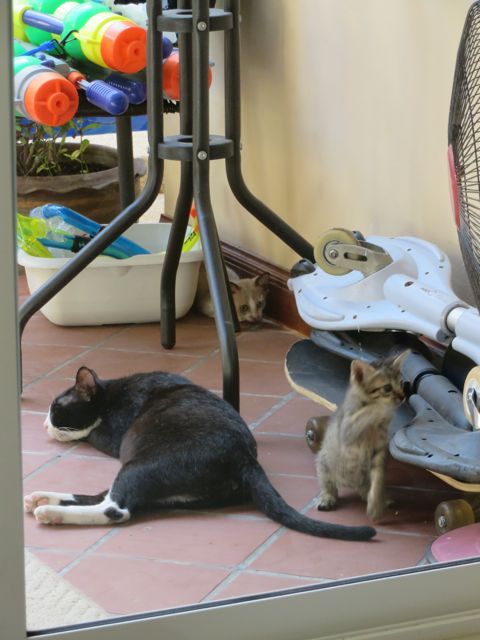 Intiaani-kisu pentuineen meidän portailla