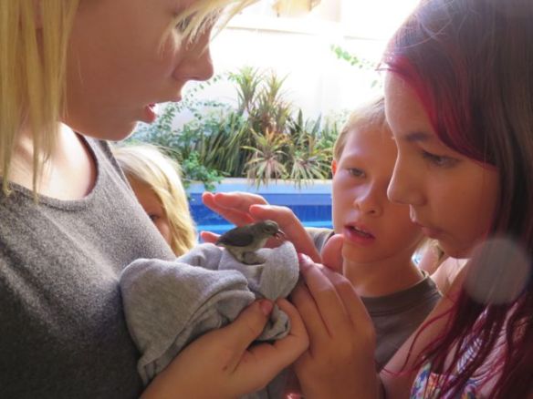 Vepun parvekkeen lasioveen lensi pikku lintu, joka onneksi hetken hoivailun jälkeen lennähti tiehensä