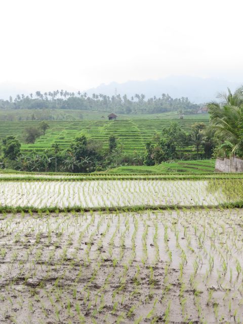 Porrastetut riisipellot tekivät maisemasta hienon tilkkutäkin