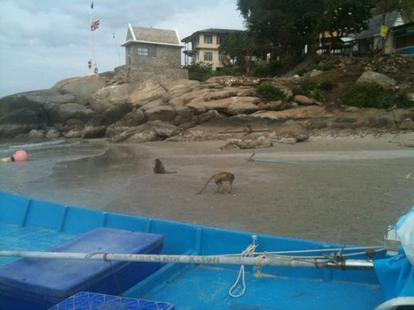 Iltakävelyllä apinavuorella